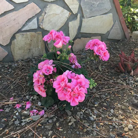 Mandel By Mandel Club